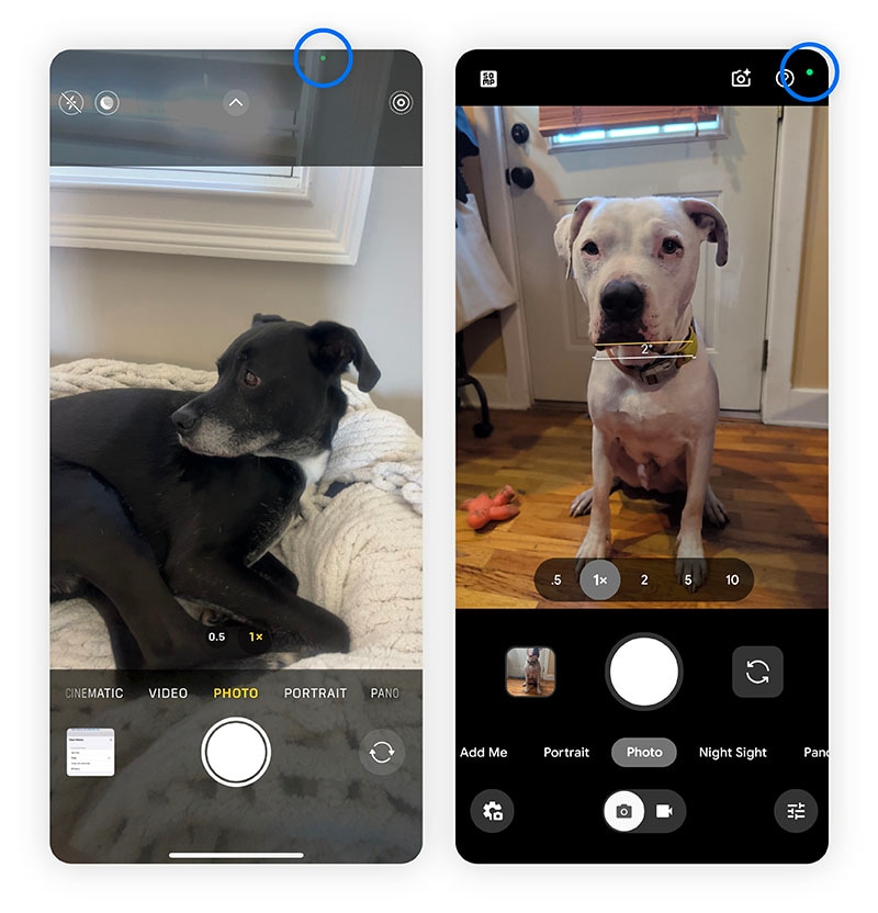 Side-by-side comparison of iPhone (left) and Android (right) camera on indicators, dogs on both cameras.