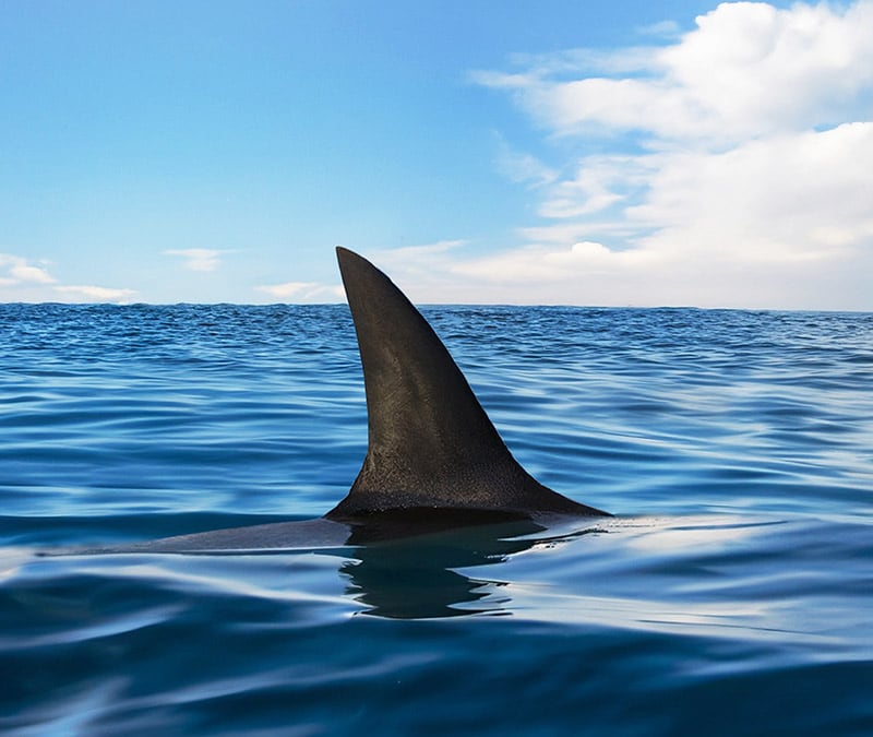 Surfshark vs. Norton VPN: Which VPN is better?