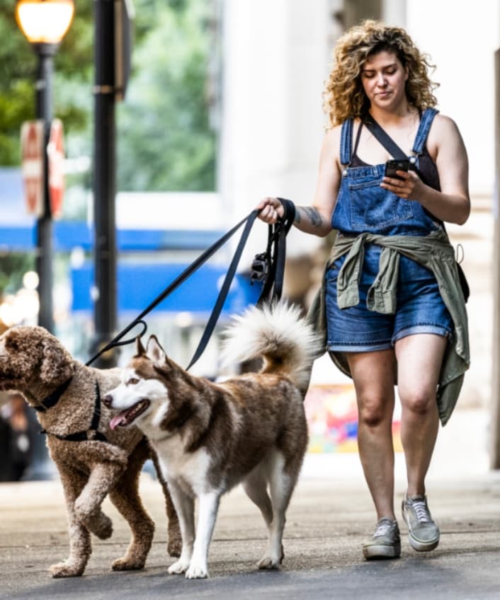 Girl walks two dogs on leash on the sidewalk while casually looking at her phone.